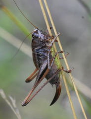 Metrioptera brachyptera