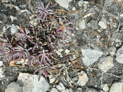 Plantago coronopus