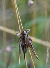 Metrioptera brachyptera