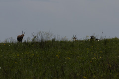 Damaliscus pygargus phillipsi
