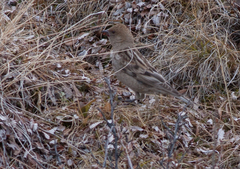 Leucosticte nemoricola