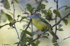 Cyclarhis gujanensis