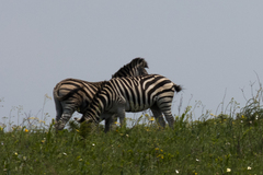 Equus quagga