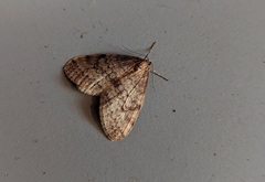 Operophtera bruceata