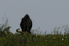 Connochaetes taurinus