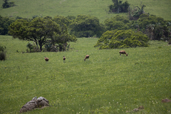 Damaliscus pygargus phillipsi