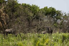 Connochaetes taurinus