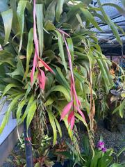 Billbergia
