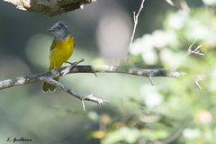 Eucometis penicillata