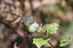 Leptotes pirithous