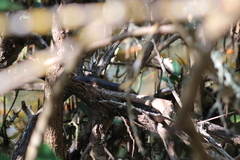 Nerodia clarkii compressicauda