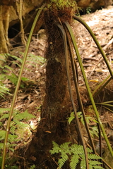 Cyathea capensis
