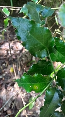 Citronella mucronata