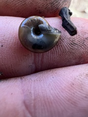 Oxychilus draparnaudi