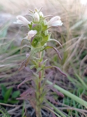 Bellardia trixago