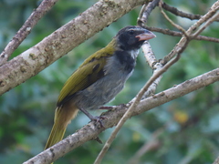 Saltator atriceps