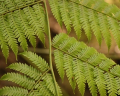 Cyathea capensis