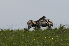 Equus quagga