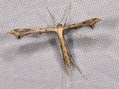 Stenoptilodes taprobanes