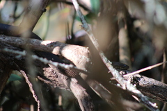 Nerodia clarkii compressicauda