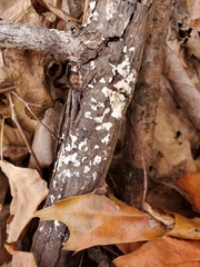 Peniophora albobadia