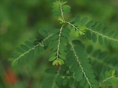 Phyllanthus debilis