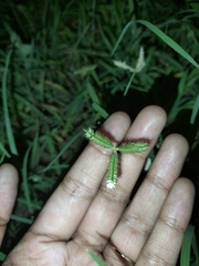 Dactyloctenium aegyptium