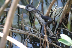 Nerodia clarkii compressicauda
