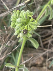 Raphionacme procumbens