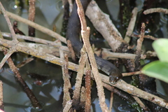 Nerodia clarkii compressicauda