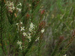 Struthiola hirsuta
