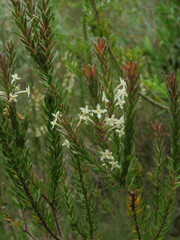 Struthiola hirsuta