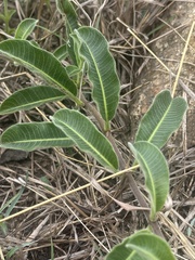 Raphionacme procumbens