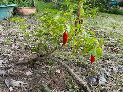 Capsicum