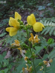 Thermopsis gracilis