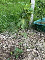 Ficus