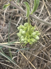 Raphionacme procumbens