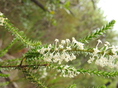 Struthiola hirsuta