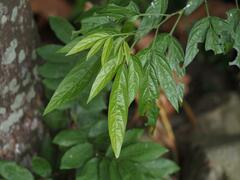 Ohwia caudata