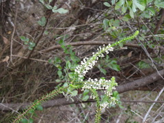 Struthiola hirsuta
