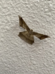 Krananda latimarginaria