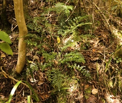 Asplenium rutifolium