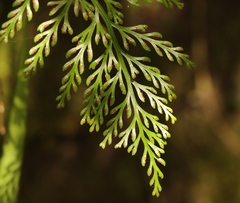 Asplenium rutifolium