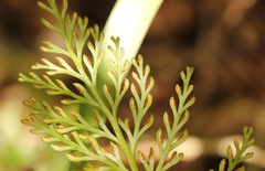 Asplenium rutifolium