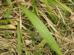 Setaria megaphylla