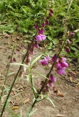 Polygala virgata virgata