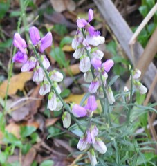 Polygala virgata virgata