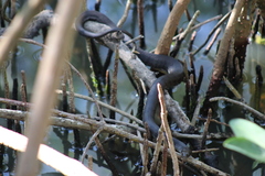 Nerodia clarkii compressicauda