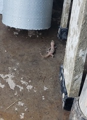 Hemidactylus turcicus