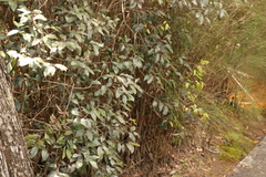 Pterocelastrus rostratus